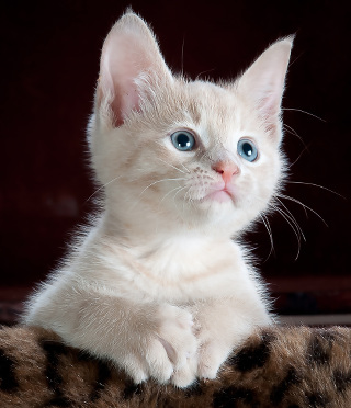 Photo of a kitten
